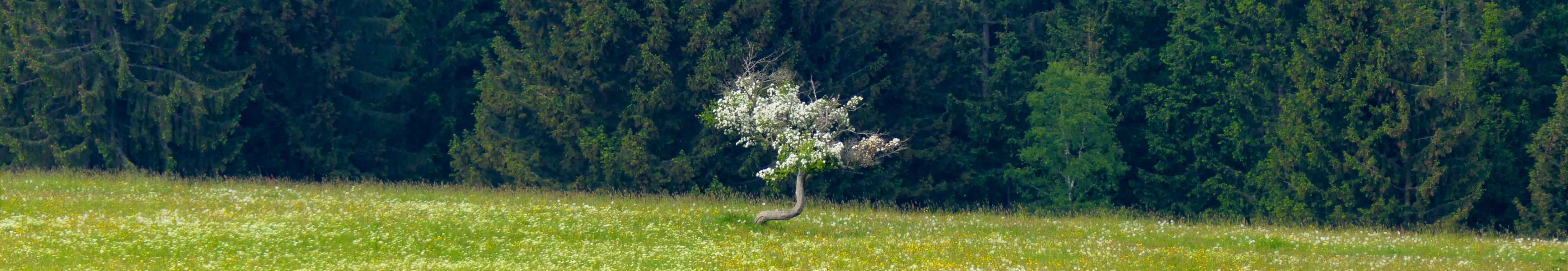 Harz_Baum